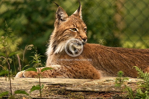 Northern Eurasian Lynx Lying Down