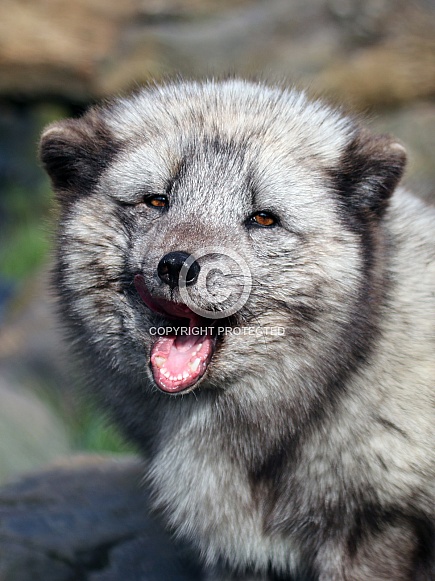 Arctic fox (Vulpes Lagopus)