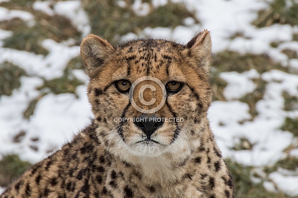 Cheetah(Acinonyx Jubatus)
