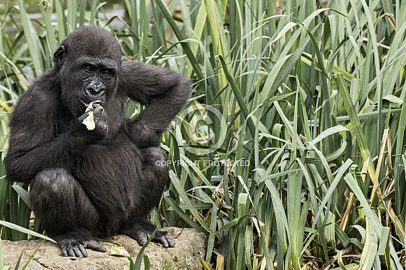 Young Western Lowland Gorilla Hand On Hip