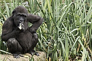 Young Western Lowland Gorilla Hand On Hip