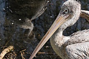 Eastern White Pelican Close Up