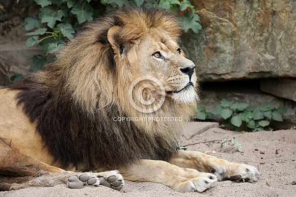 Male lion (panthera leo)
