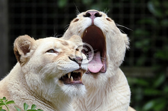 White Lionesses