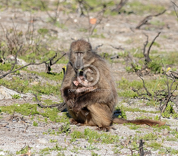 Mother Chacma Baboon eating with baby