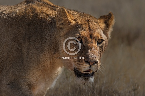 Juvenile Lioness