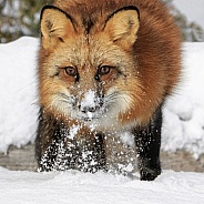 Red Fox-Red Hunter