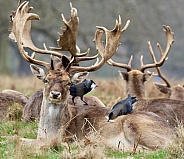 Fallow Deer Stag with nesting Jackdaws