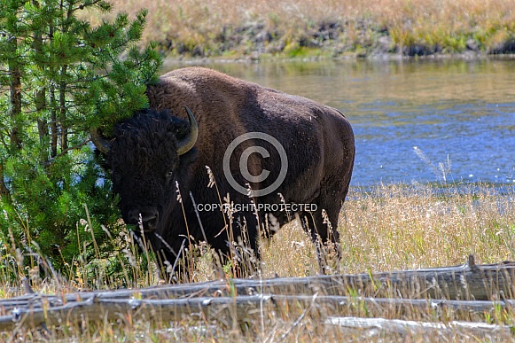 Bison hiding in the Pines