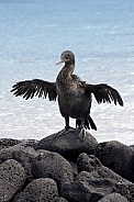 Flightless Cormorant - Galapagos Islands - Ecuador