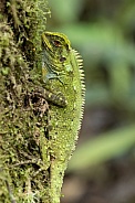 American Green Iguana in Ecuador