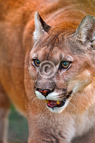 Puma / Cougar / Mountain Lion
