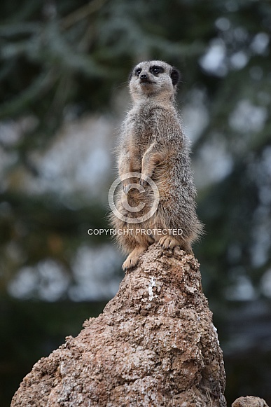 Meerkat on watchout duty
