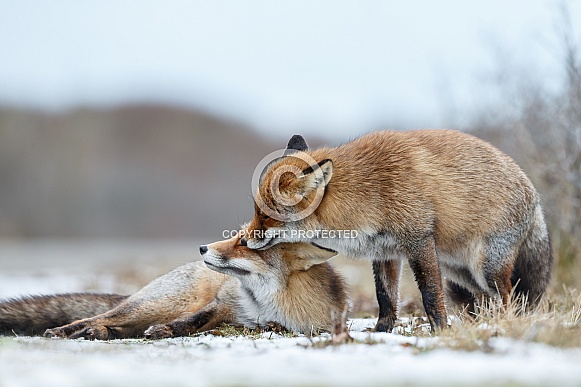 Red foxes in winter