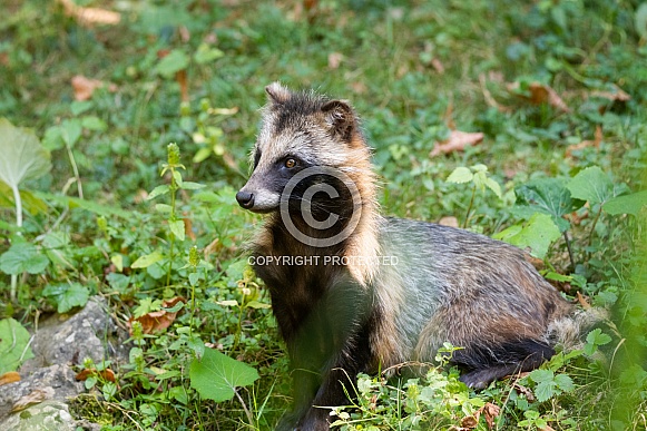 Raccoon dog
