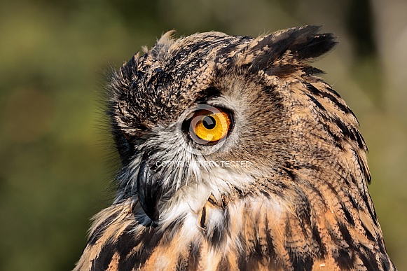 Eurasian Eagle Owl--Eurasian Eagle Owl In Shock