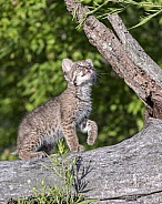 Bobcat Kitten at Play