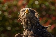 White-Tailed Eagle closeup portrait