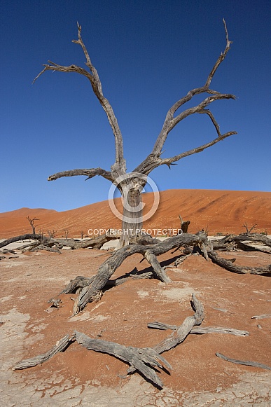 Dead Vlei - Sossusvlei - Namibia