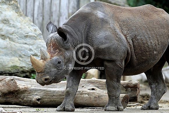 Black Rhinoceros