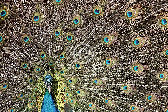 Male Indian Peacock