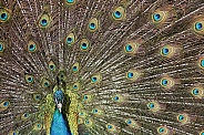 Male Indian Peacock