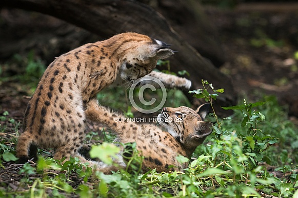 playing lynx cubs