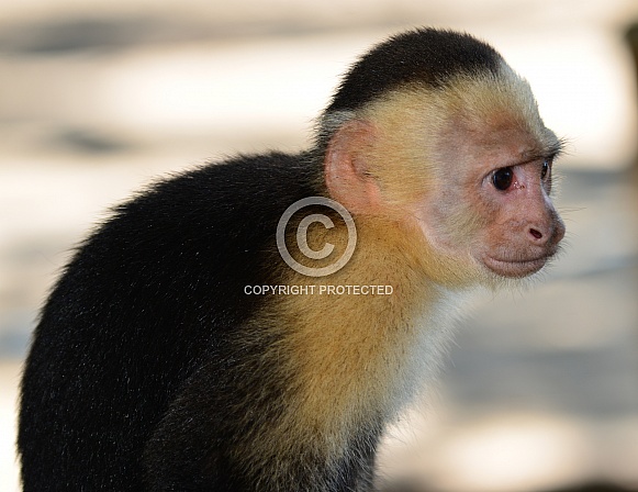 Capuchin Monkey Profile