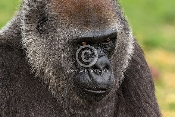 Female Western Lowland Gorilla Headshot Close Up