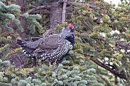 Spruce Grouse Male Sitting in a Tree