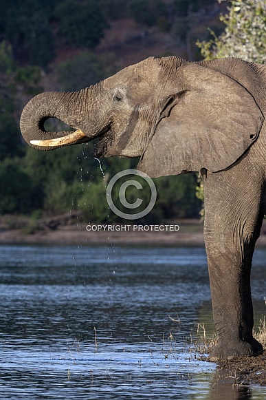 African Elephant - Botswana