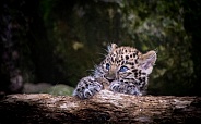 Amur Lopard Cub