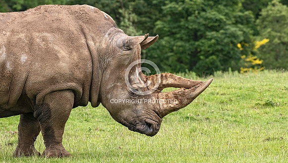 White Rhino Side Profile Head Shot