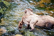 Wild Grizzly bear with cub