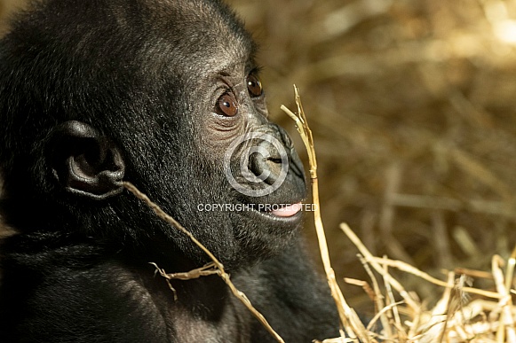 Baby Western Lowland Gorilla Side Profile
