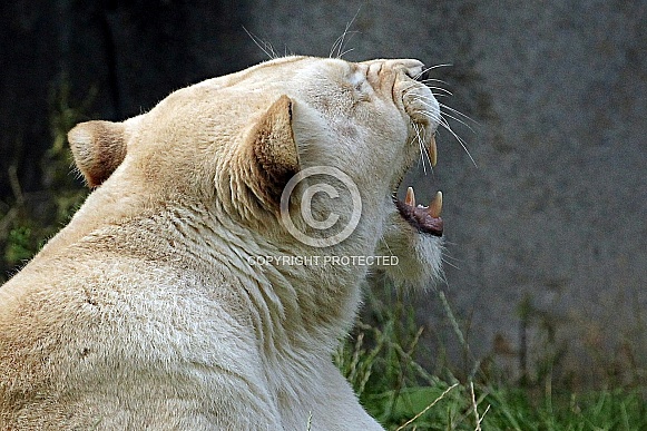 African White Lioness