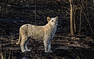African White Lion (Male)