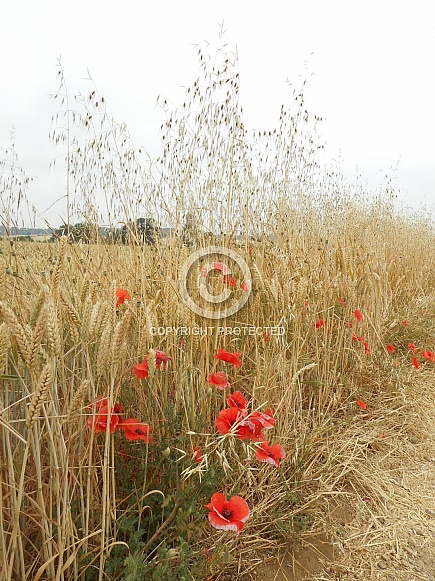 Wild Oat (Avena fatua) and Corn Poppy (Papaver rhoeas) in a wheat field