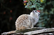 meerkat (Suricata suricatta)