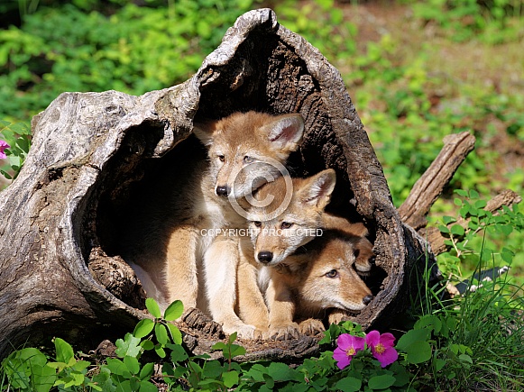 3 Coyote pups