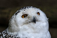 Snowy Owl Face Shot Looking Upwards
