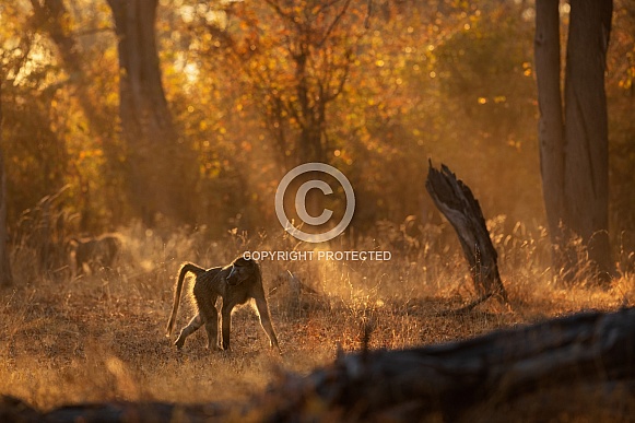 Majestic chackma baboon in amazing light