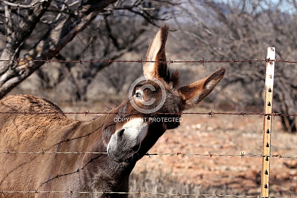 Donkey looking through a barbed wire fence