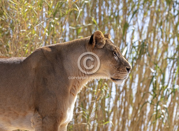 African Lioness in profile by bamboo