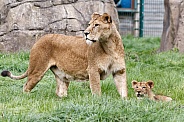 African lioness with cub