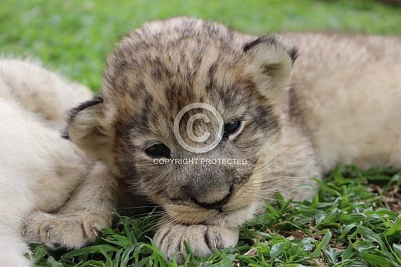 Newborn lion cub