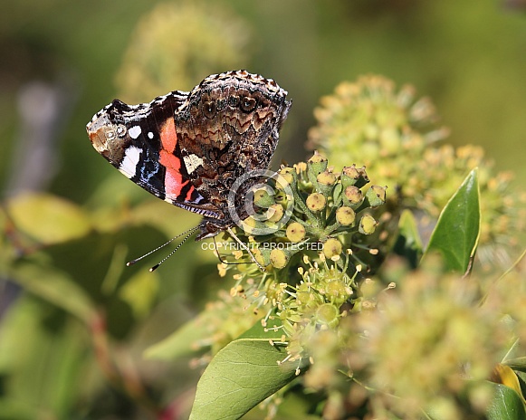 Red Admiral Butterfly On Common Ivy