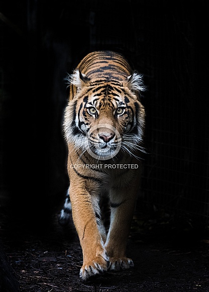 Prowling Sumatran Tiger
