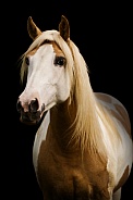 Palomino Paint Pony