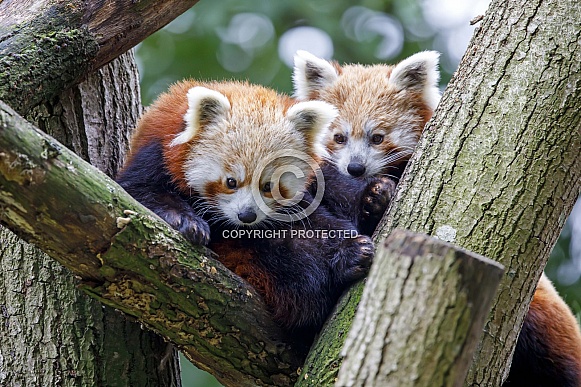 Red pandas (Ailurus fulgens)